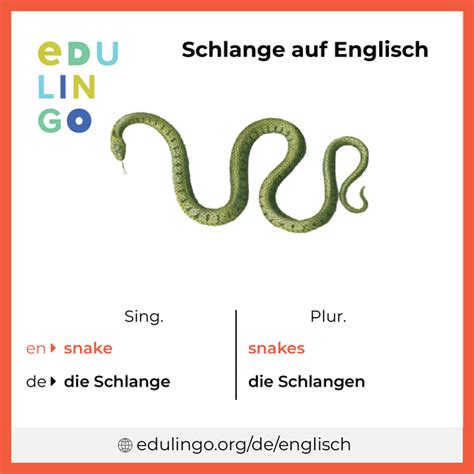 schlange englisch|Schlange translation in English 